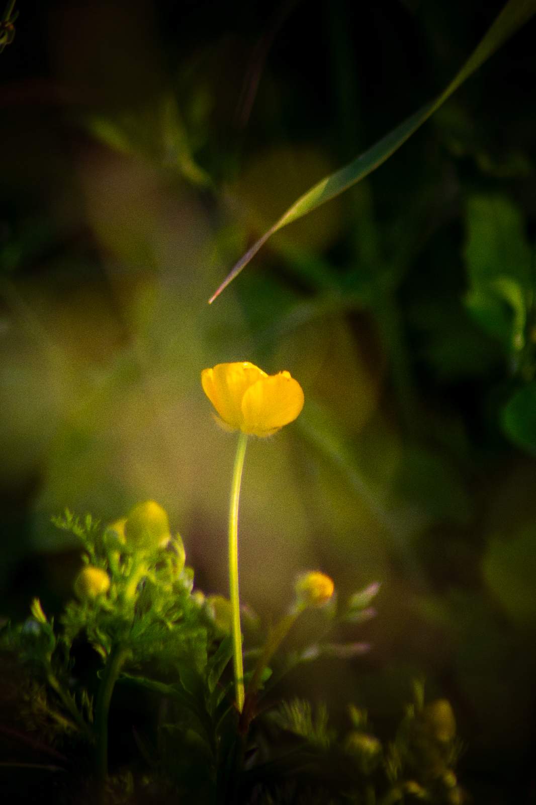 Beauty By Nature - Frame 2