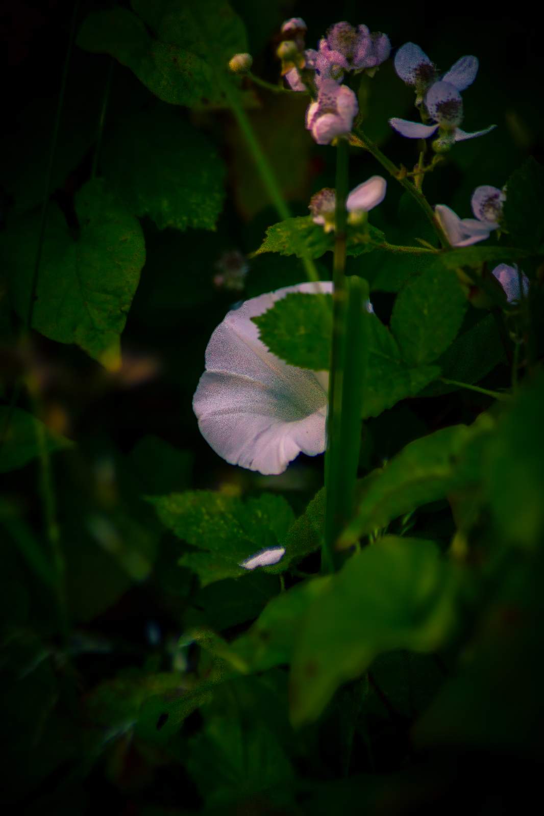 Beauty By Nature - Frame 3